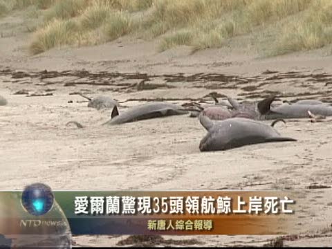 愛爾蘭驚現35頭領航鯨上岸死亡