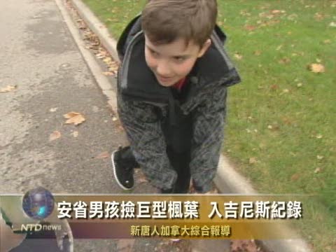 安省男孩撿巨型楓葉 入吉尼斯記錄