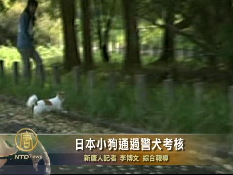 日本小狗通過警犬考核