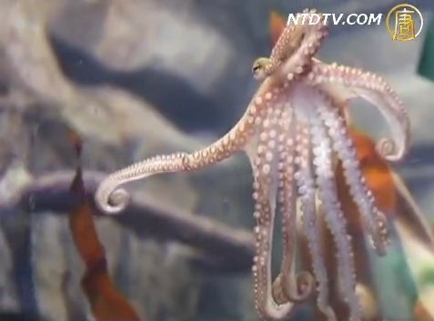 章魚保羅二世登場 歐洲杯將接預測使命