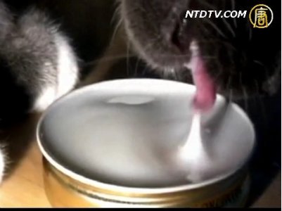 太神奇 貓飲水方式新發現