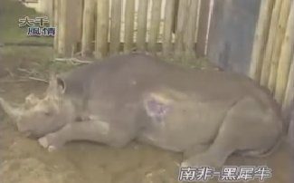 【異國風情】各國動物