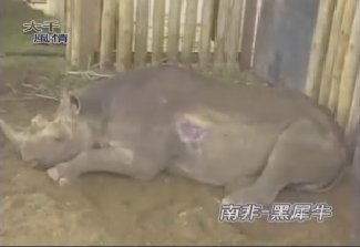 【異國風情】各國動物