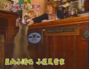 異國風情：藍山酒吧裡的小當家