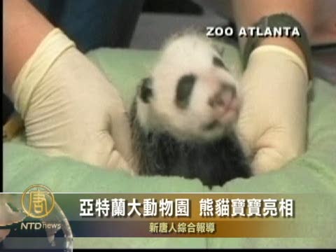 亞特蘭大動物園 熊貓寶寶亮相