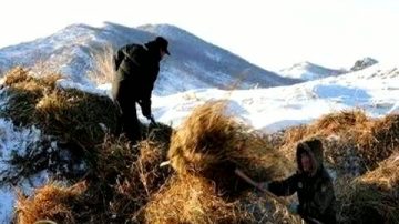 內蒙古牧區雪災嚴重救援困難