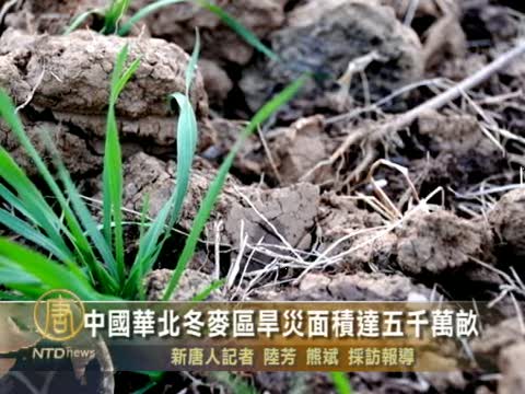 中國華北冬麥區旱災面積達五千萬畝