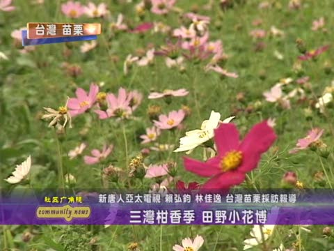 三灣柑香季 田野小花博