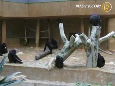 新生小動物恭賀新年