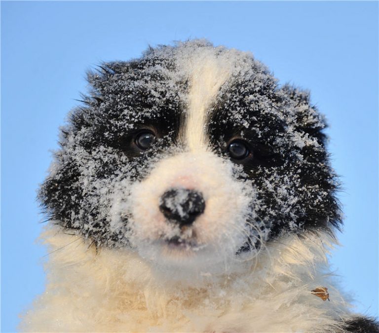 組圖：蘇格蘭牧羊犬