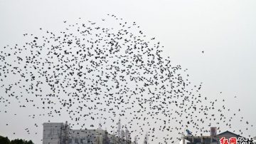 益陽市中心城區 小鳥遮天蔽日