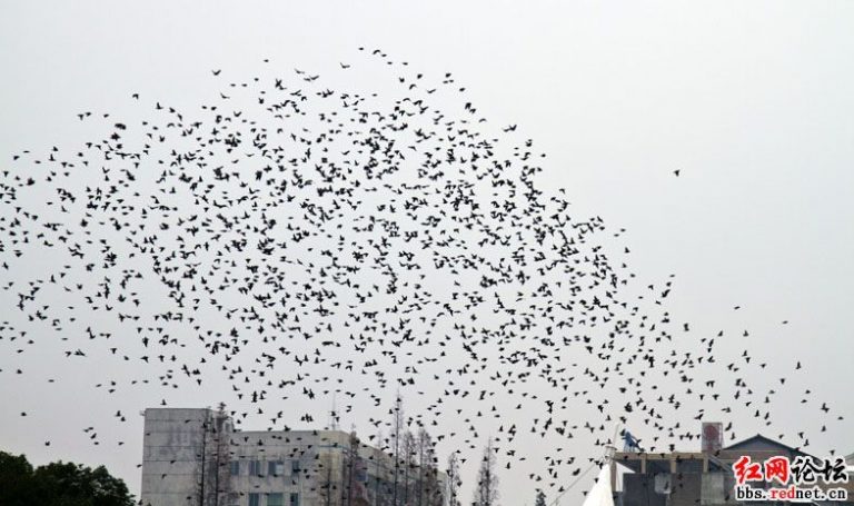 益陽市中心城區 小鳥遮天蔽日