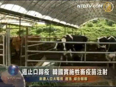 遏止口蹄疫 韓國實施牲畜疫苗注射