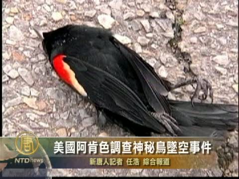 美國阿肯色調查神秘鳥墜空事件