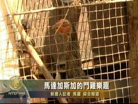 馬達加斯加的鬥雞樂趣
