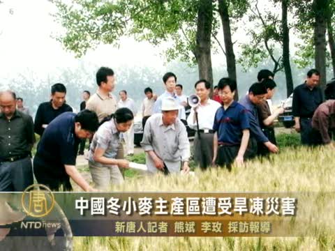 中國冬小麥主產區遭受旱凍災害