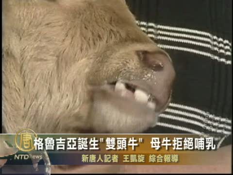 格魯吉亞誕生「雙頭牛」母牛拒絕哺乳
