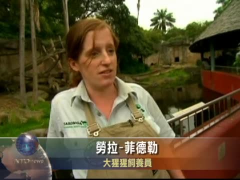 悉尼動物園大猩猩如人般直立行走