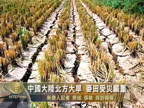 中國大陸北方大旱 麥田受災嚴重