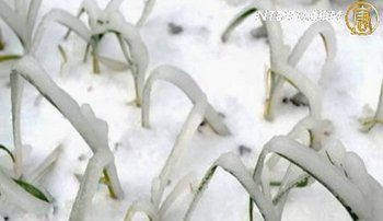 冰雪使中国湘黔桂渝灾害加剧