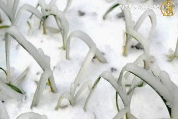 冰雪使中國湘黔桂渝災害加劇
