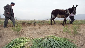 「衝你喊」  山東大蔥滯銷