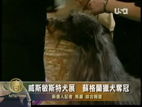 威斯敏斯特犬展  蘇格蘭獵犬奪冠