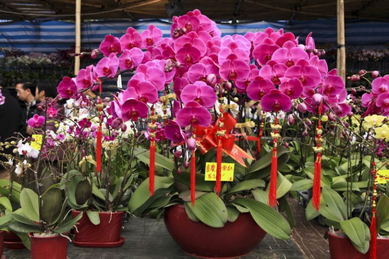 組圖：香港最大年宵花市──維園花市