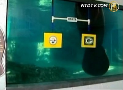 海牛預測美國超級杯花落誰家