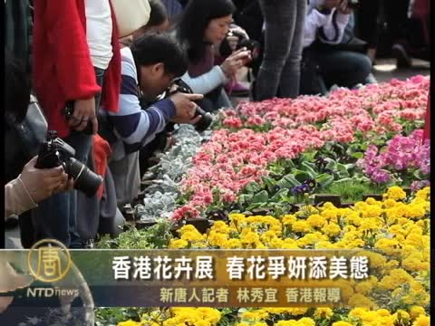 香港花卉展 春花爭妍添美態