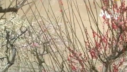 日本：聞香賞梅