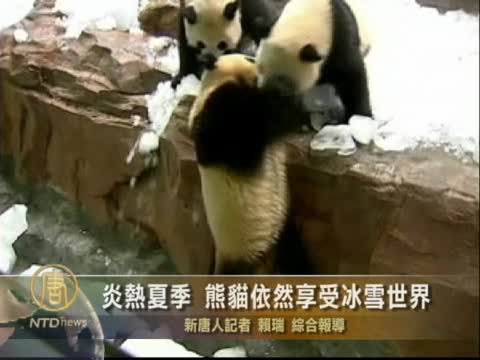 炎熱夏季  熊貓依然享受冰雪世界