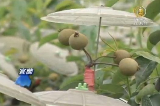 三星上將梨 穿衣戴傘 「裝」漂亮