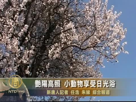 艷陽高照  小動物享受日光浴