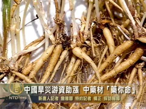 中國旱災游資助漲 中藥材「藥你命」