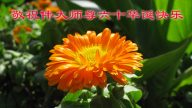 西北大法弟子賀法輪功創始人華誕暨法輪大法日（92地）