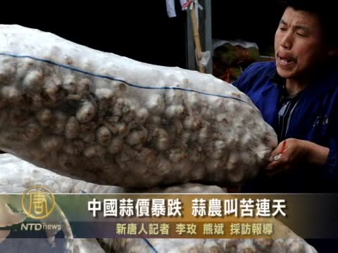 中國蒜價暴跌 蒜農叫苦連天