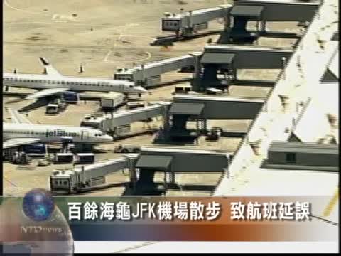 百余海龜JFK機場散步 致航班延誤