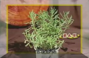 健康樂自在：香草植物-薰衣草/輕鬆做生意