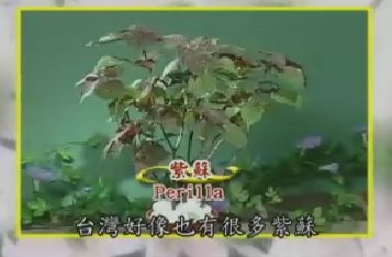 健康樂自在：香草植物-紫蘇
