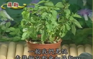 健康樂自在：香草植物-羅勒