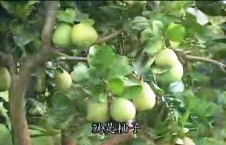 健康樂自在：養生蔬果-柚子 濁世清蓮
