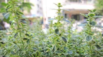 健康樂自在：香草植物-百裡香 當下感恩