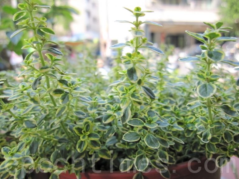 健康樂自在：香草植物-百里香 當下感恩