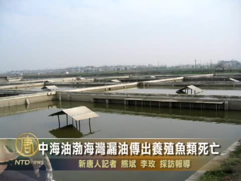 中海油渤海灣漏油傳出養殖魚類死亡