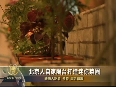 北京人自家陽臺打造迷你菜園