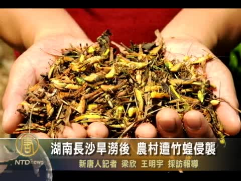 湖南長沙旱澇淌後 農村遭竹蝗侵襲