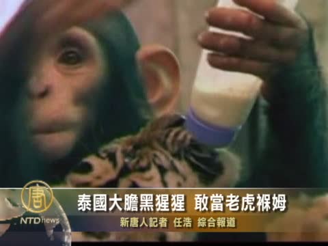 泰國大膽黑猩猩 敢當老虎保姆