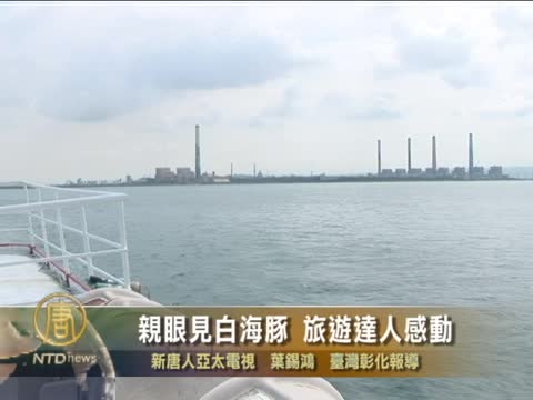 親眼見白海豚 旅遊達人感動