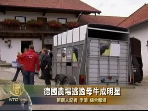 德國農場逃逸母牛成明星